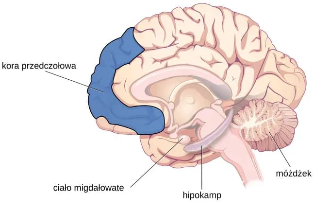 Ciało migdałowate: Wszystko, co musisz wiedzieć o jego funkcjach