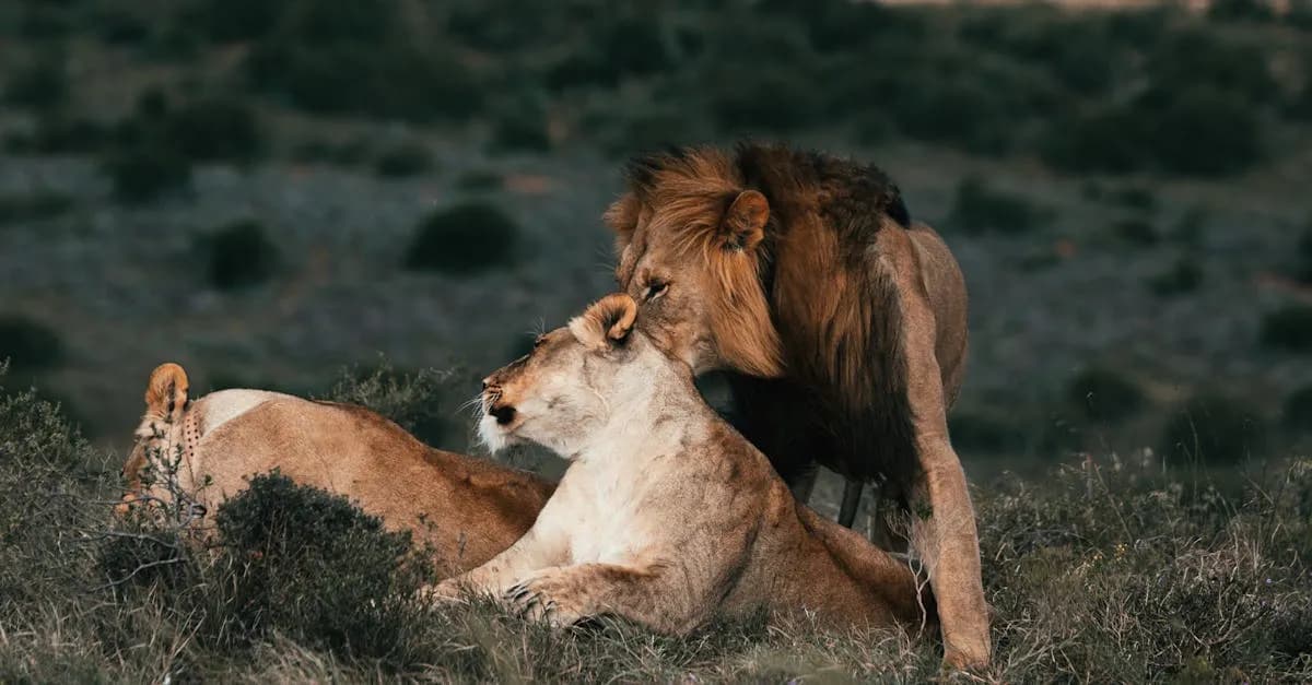 Jak filmy zmieniają nasze relacje ze zwierzętami?