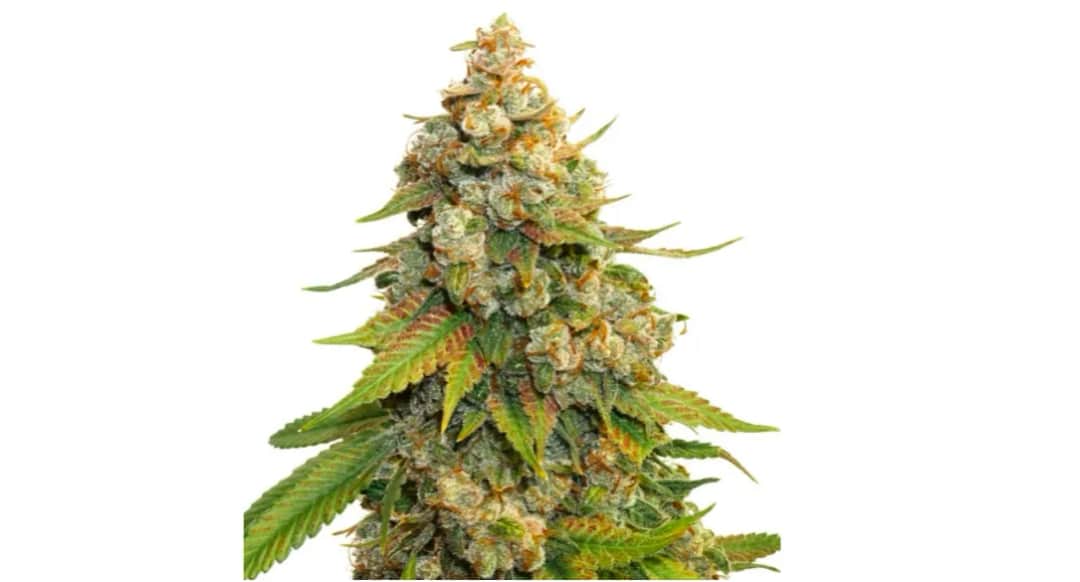 Sekrety Lemon Haze – dlaczego tak świetnie pachnie, smakuje i działa?